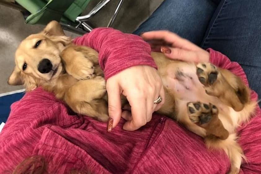 Longhair Black/Tan Female Dachshund Puppies breeder image 7