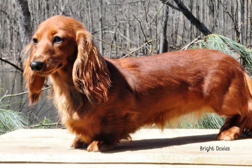 Longhair Black/Tan Female Dachshund Puppies breeder image 9