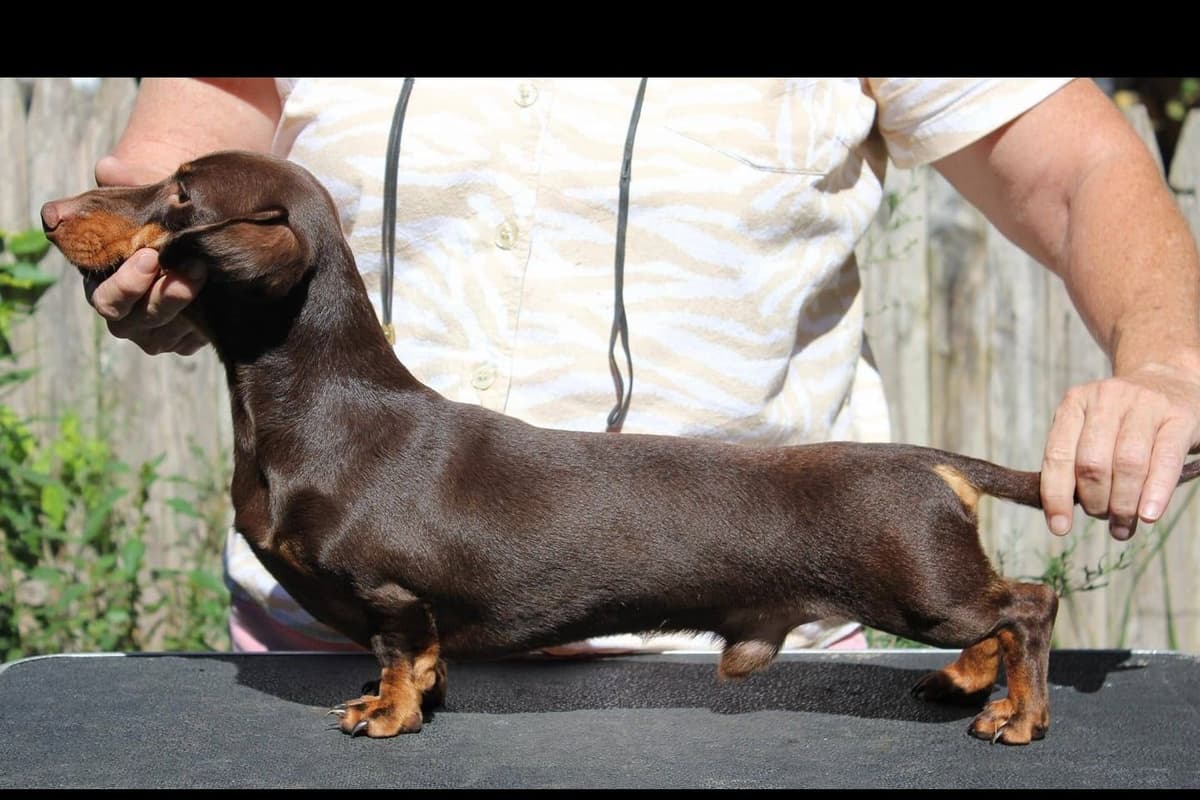 Longhair Black/Tan Female Dachshund Puppies breeder image 10