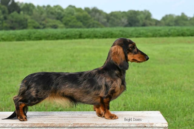 Longhair Black/Tan Male Miniature Dachshund Puppy media 6