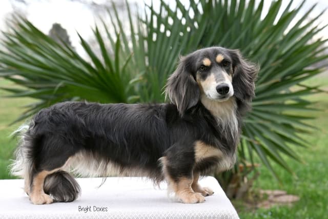 Longhair Black/Tan Male Miniature Dachshund Puppy media 7