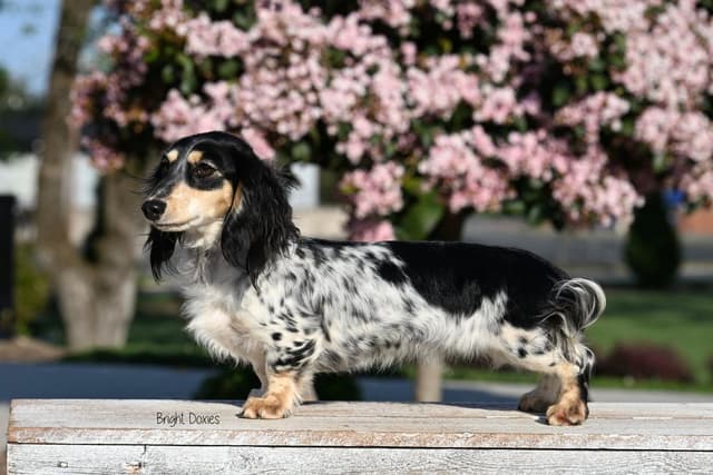 Longhair Black/Tan Female Dachshund Puppies media 6