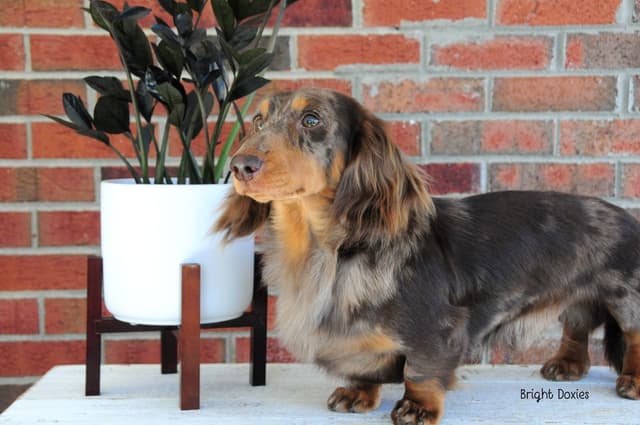 Longhair Black/Tan Female Dachshund Puppies media 5