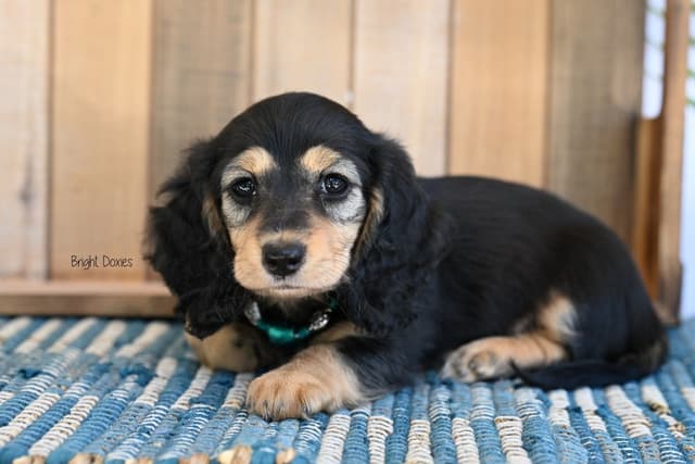 Longhair Black/Tan Female Dachshund Puppies media 3