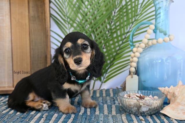 Longhair Black/Tan Female Dachshund Puppies media 4