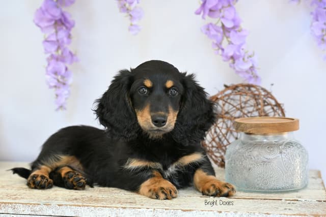 Longhair Black/Tan Male Miniature Dachshund Puppy media 3