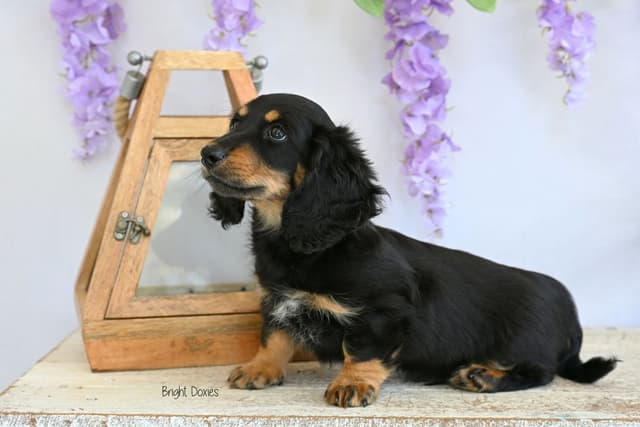 Longhair Black/Tan Male Miniature Dachshund Puppy media 5