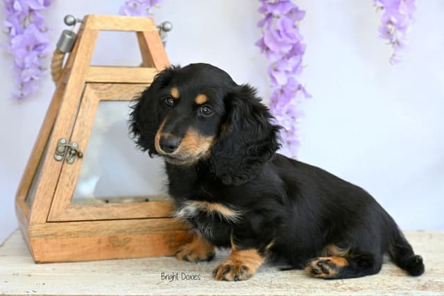 Longhair Black/Tan Male Miniature Dachshund Puppy media 4