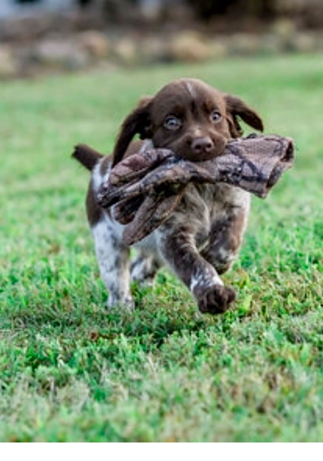 Brittany Puppies breeder image 1