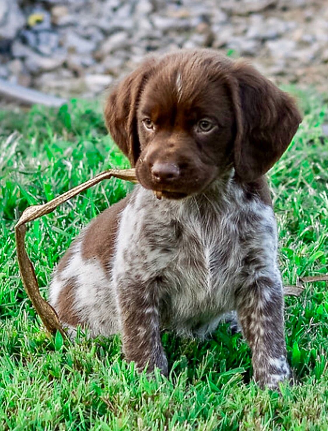 Brittany Puppies breeder image 2