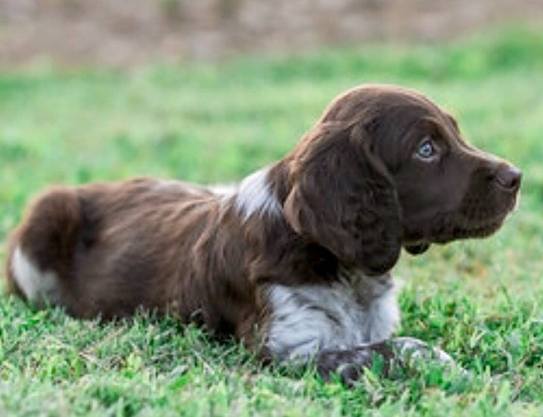 Brittany Puppies breeder image 5
