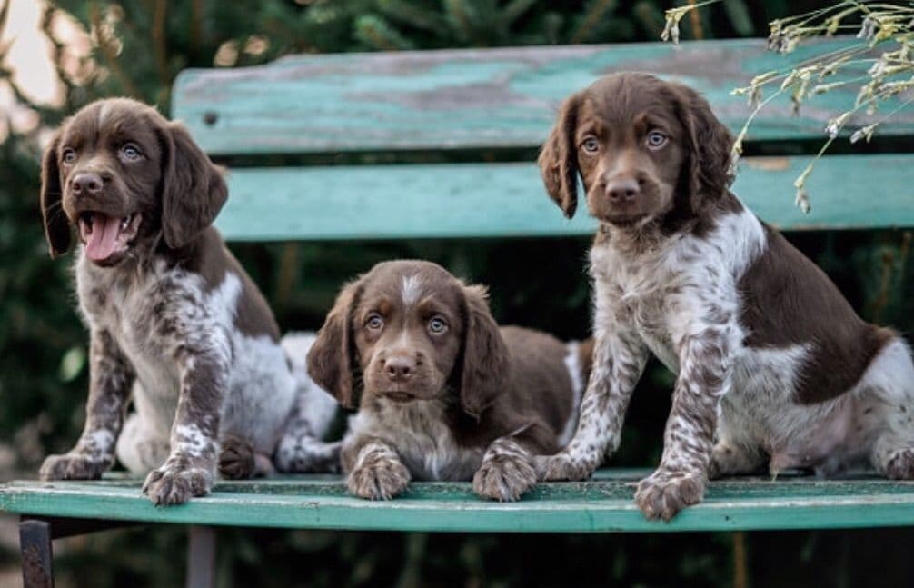 Brittany Puppies breeder image 6