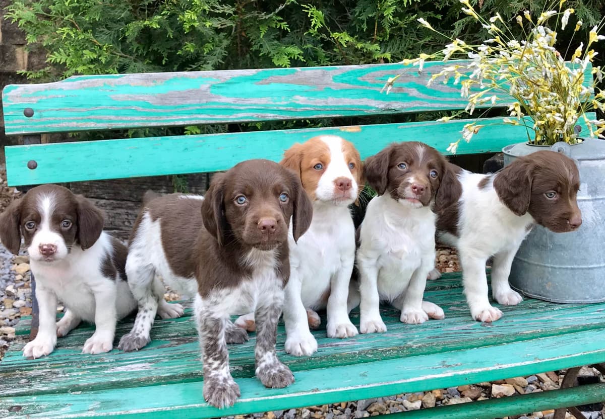 Brittany Puppies breeder image 10