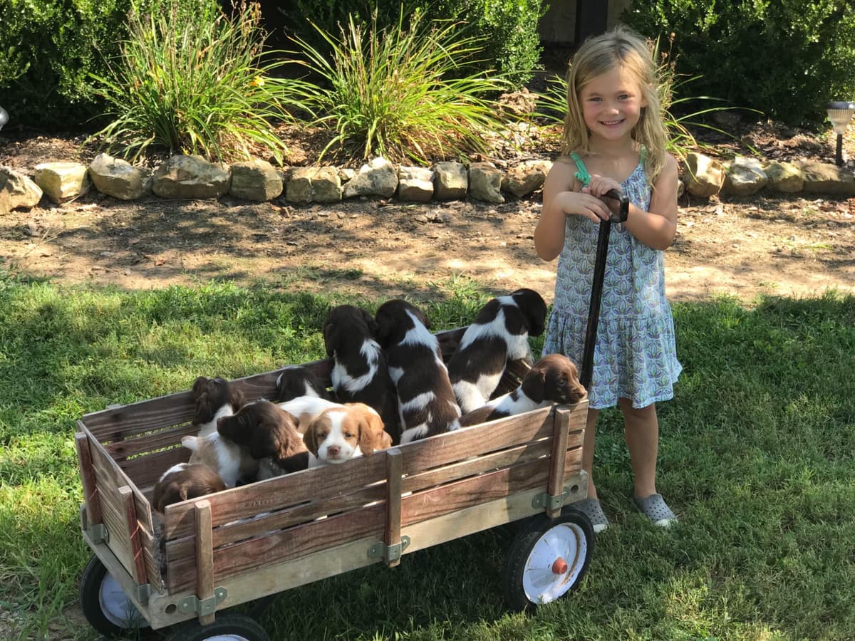Brittany Puppies breeder image 11