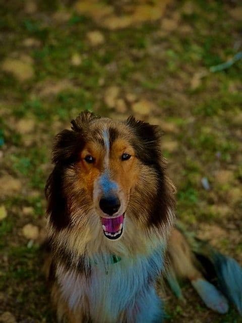 Shetland Sheepdog Puppy: sable/white male - Nugget breeder image 3