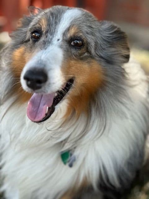 Shetland Sheepdog Puppy: sable/white male - Nugget breeder image 4
