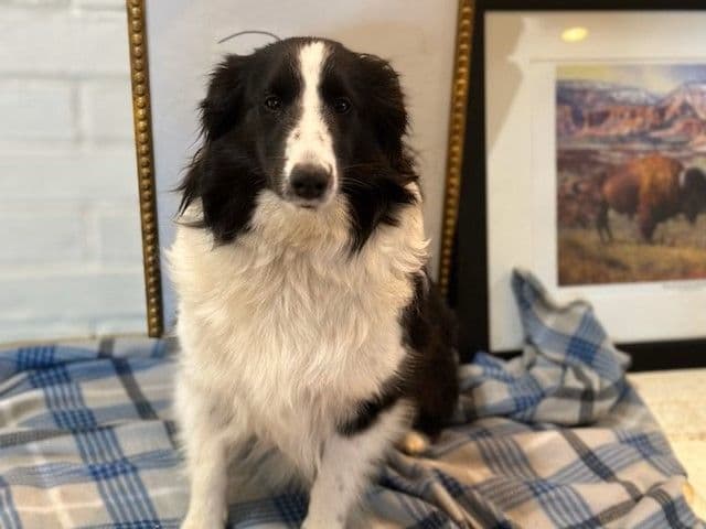 Shetland Sheepdog Puppy: sable/white male - Nugget breeder image 5