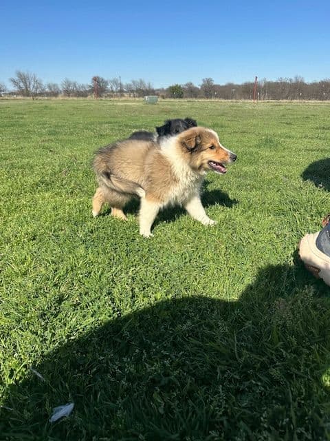 Shetland Sheepdog Puppy:  sable/white male - Nugget media 2