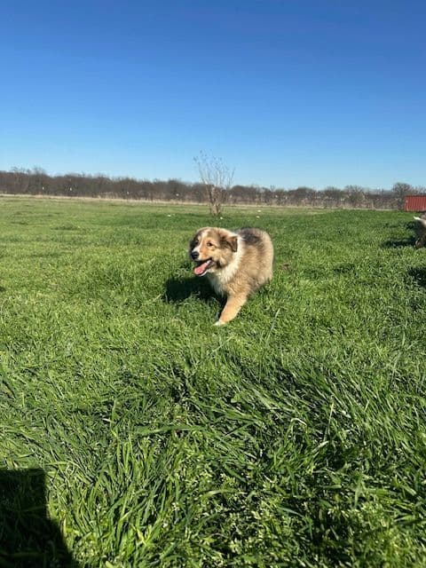 Shetland Sheepdog Puppy:  sable/white male - Nugget media 4