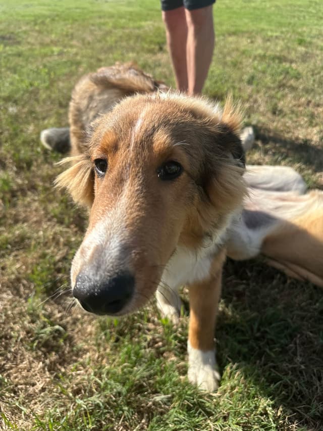 Shetland Sheepdog Puppy:  sable/white male - Nugget media 6