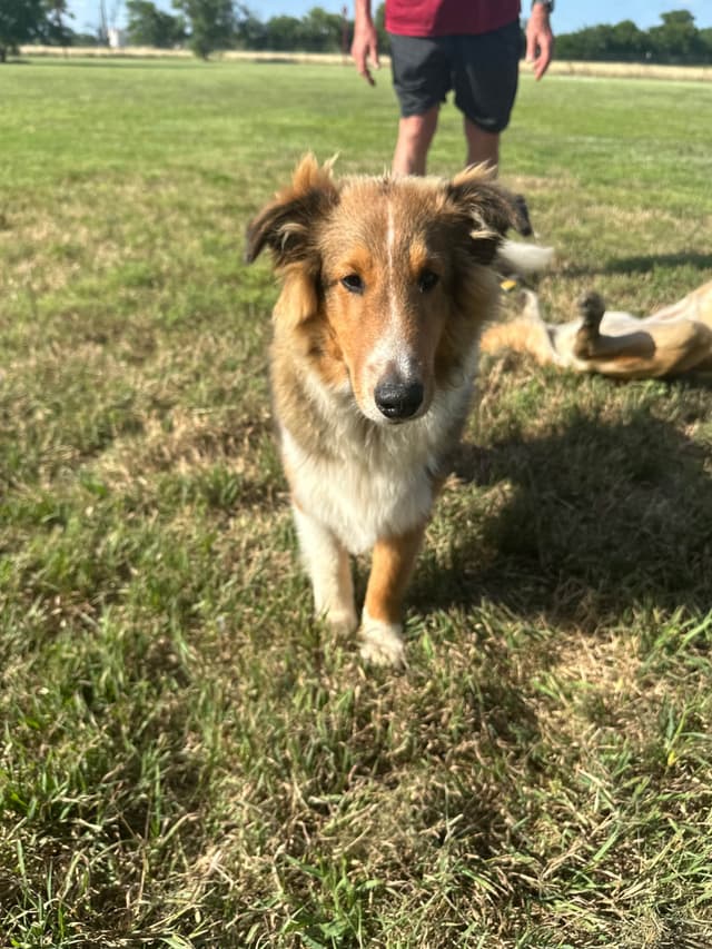 Shetland Sheepdog Puppy:  sable/white male - Nugget media 7