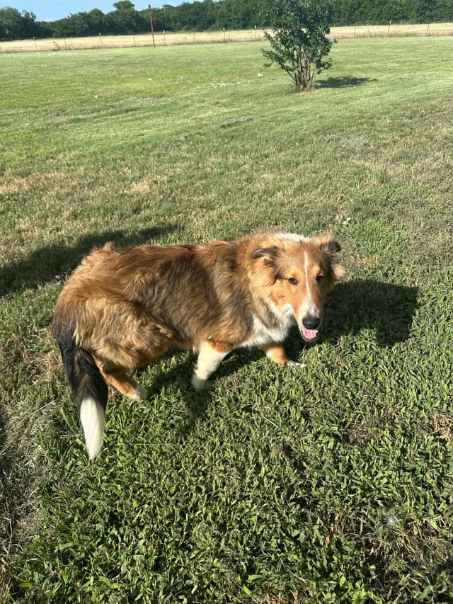Shetland Sheepdog Puppy:  sable/white male - Nugget media 10