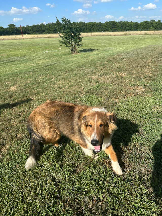 Shetland Sheepdog Puppy:  sable/white male - Nugget media 11