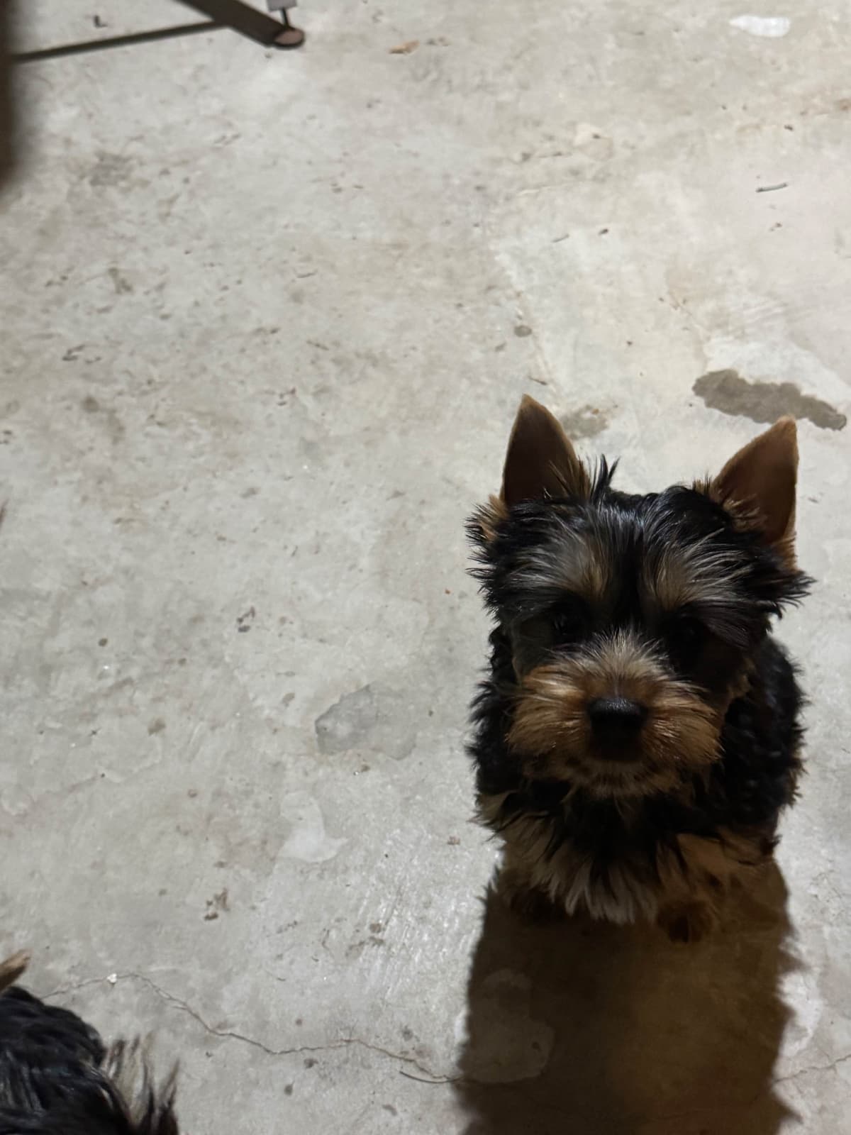 Silky Terrier Puppies breeder image 1