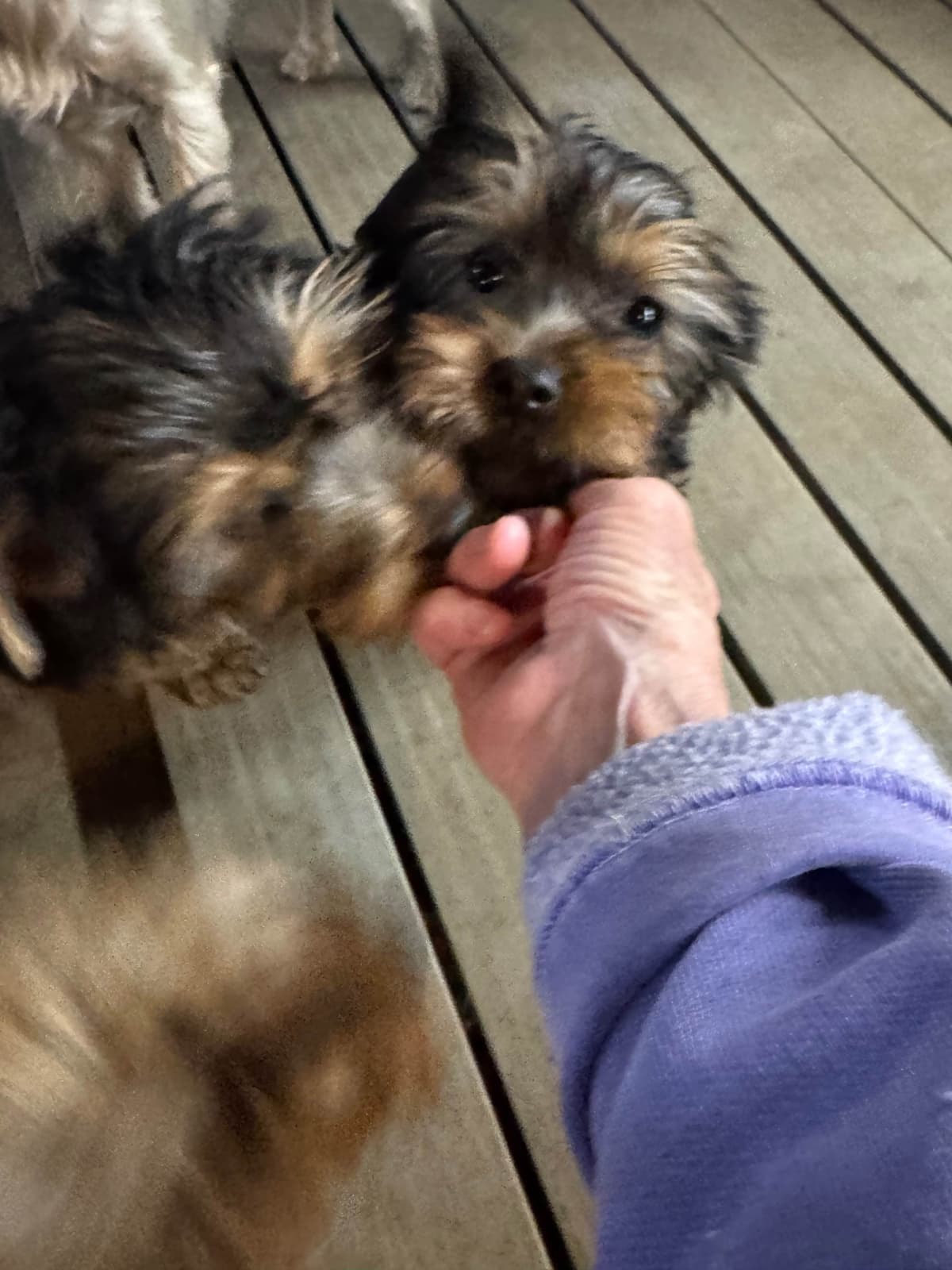 Silky Terrier Puppies breeder image 2