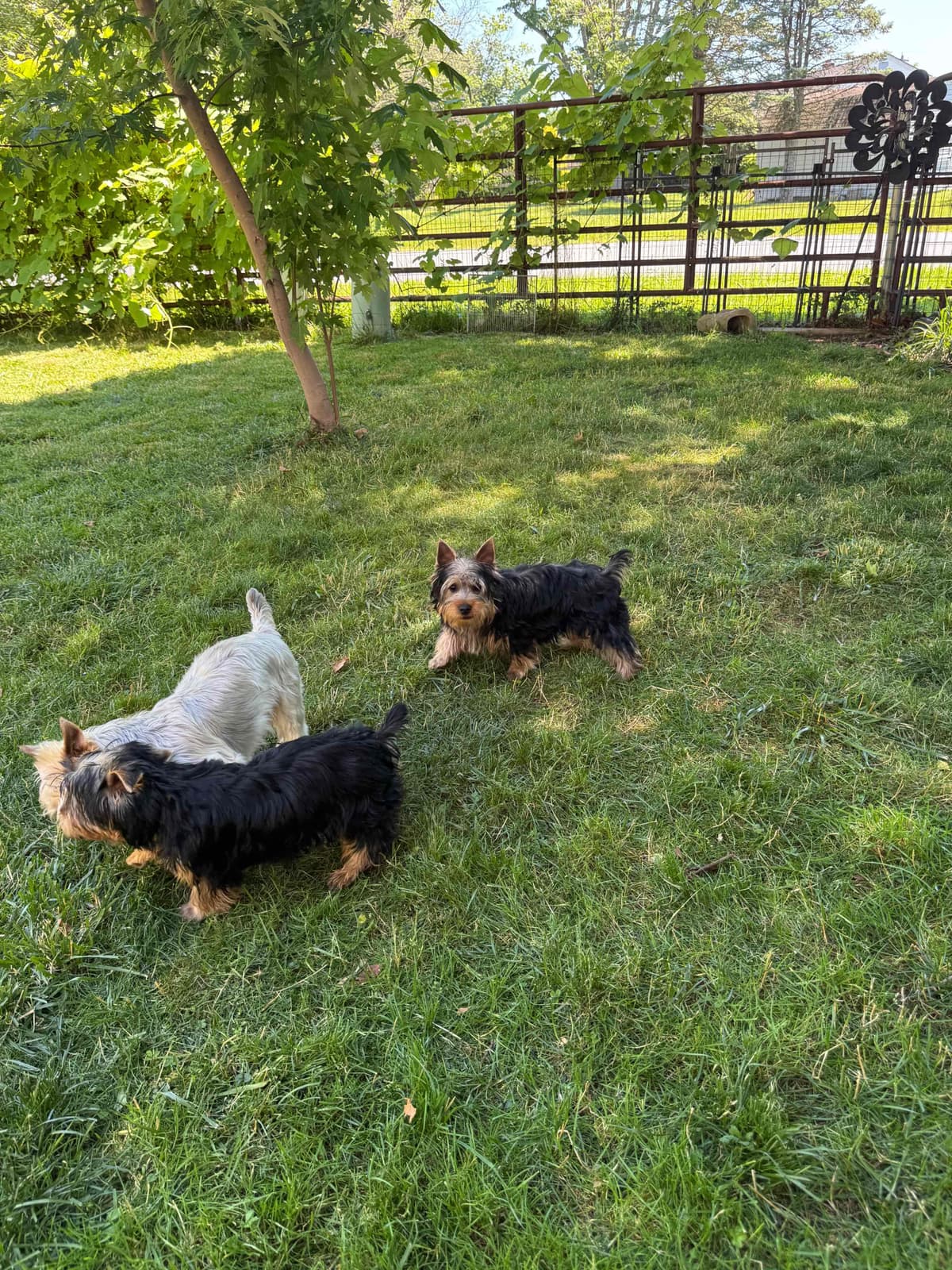 Silky Terrier Puppies breeder image 3