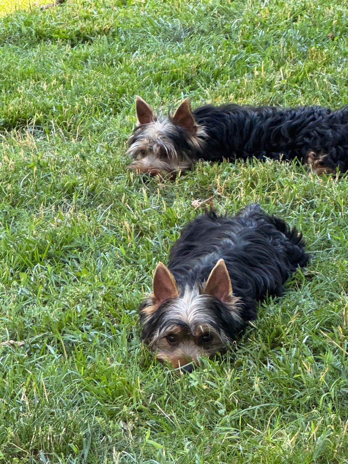 Silky Terrier Puppies breeder image 4