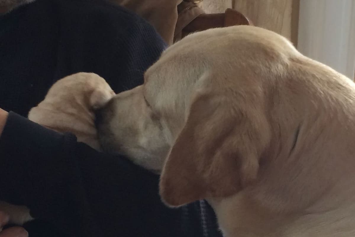 Labrador Retriever Puppies breeder image 2