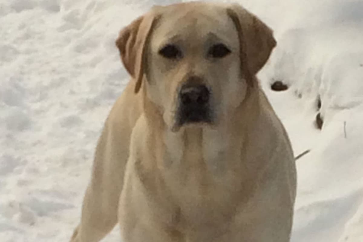 Labrador Retriever Puppies breeder image 3