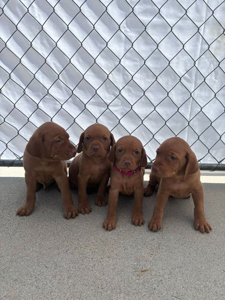 Vizsla Puppies breeder image 1