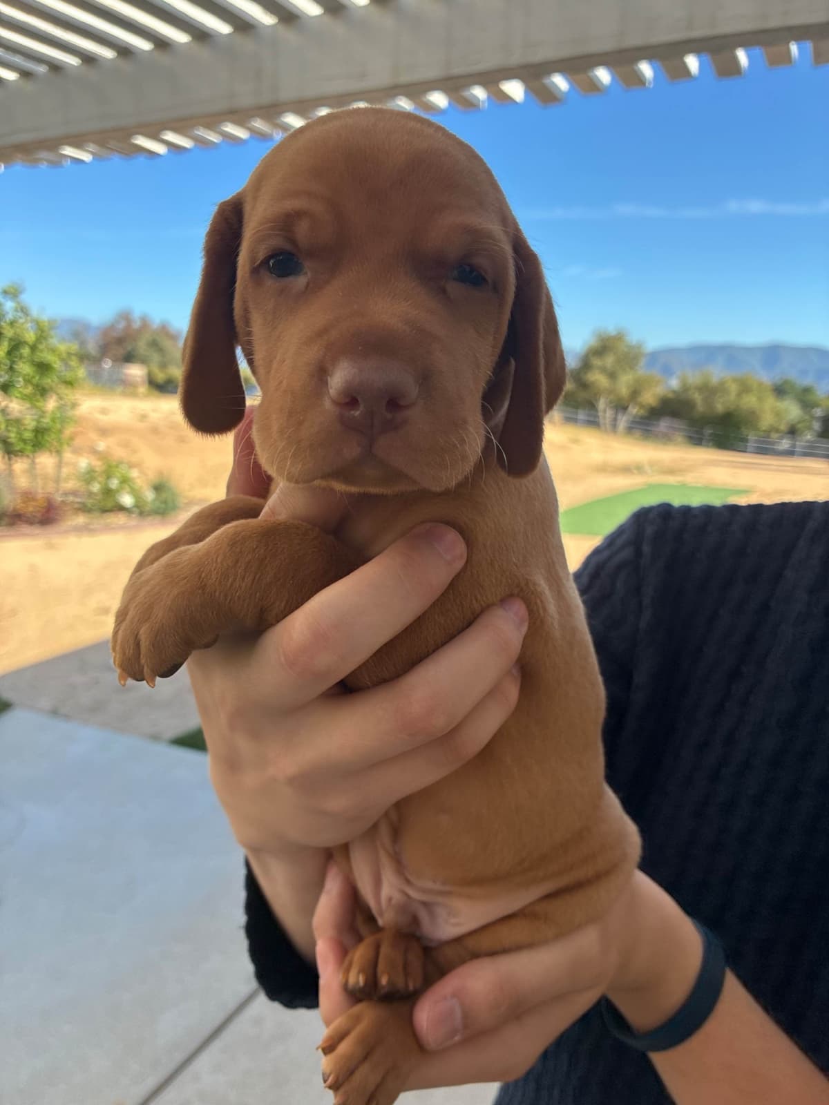 Vizsla Puppies breeder image 2