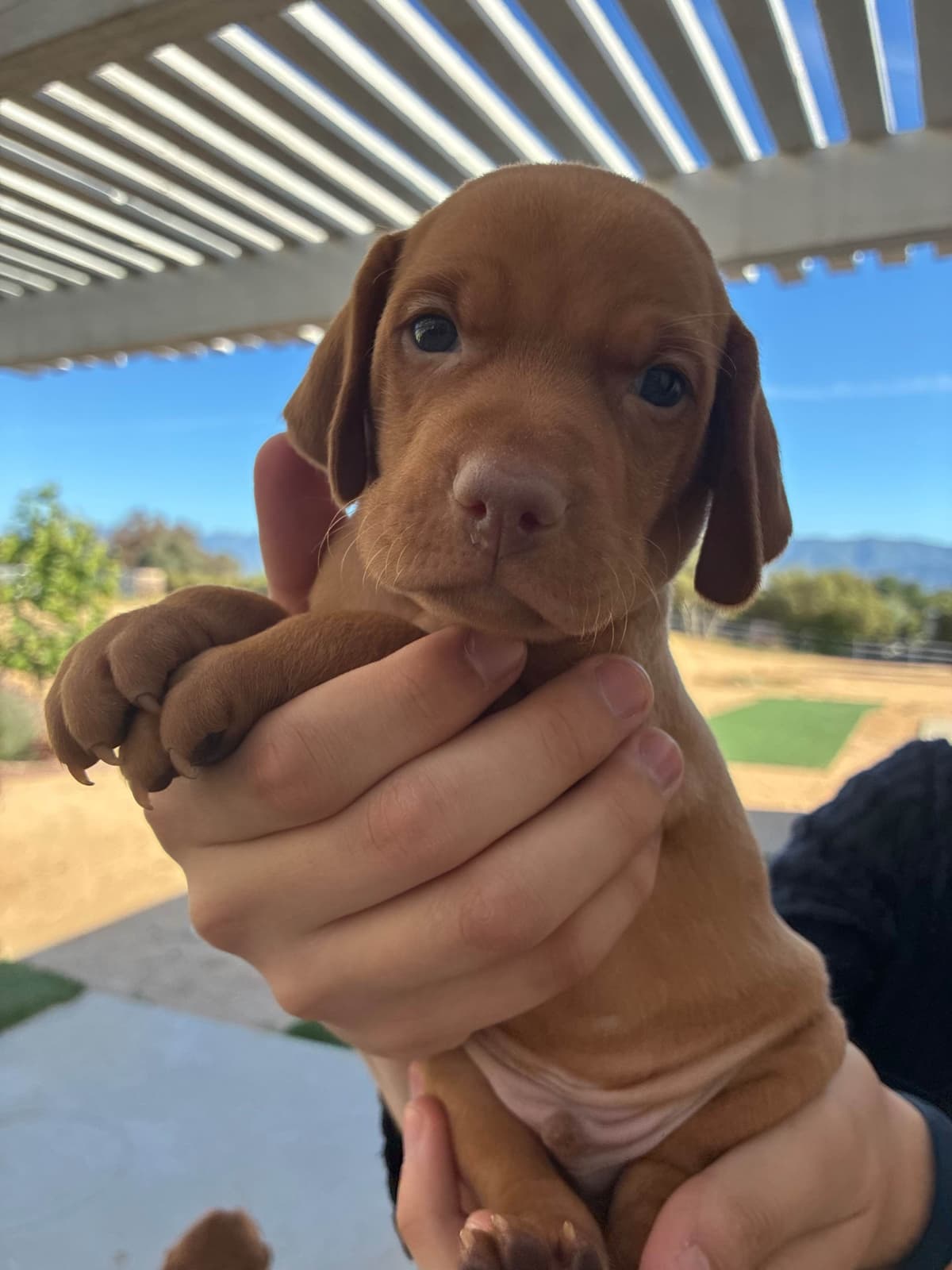 Vizsla Puppies breeder image 3