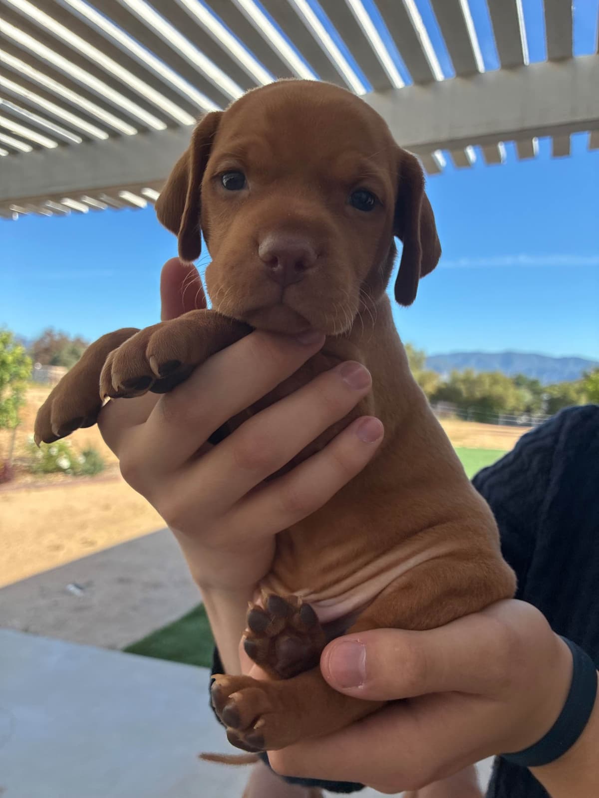 Vizsla Puppies breeder image 5