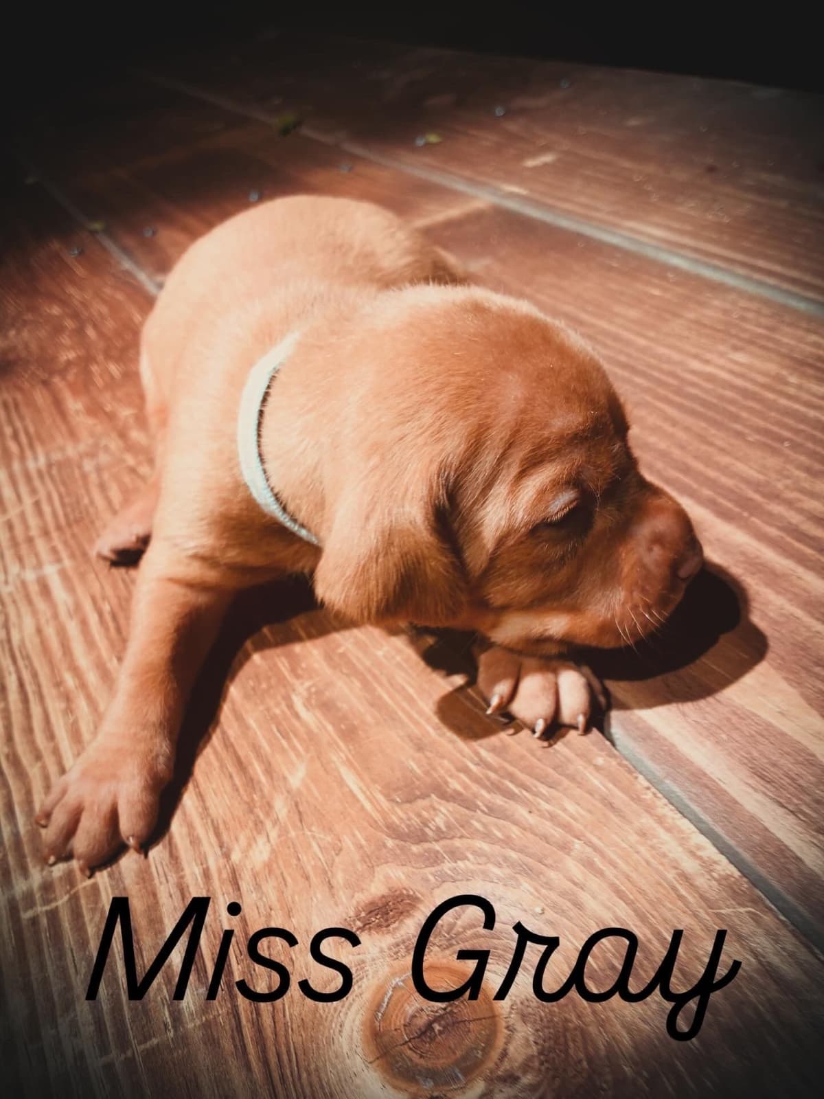 Vizsla Puppies breeder image 6