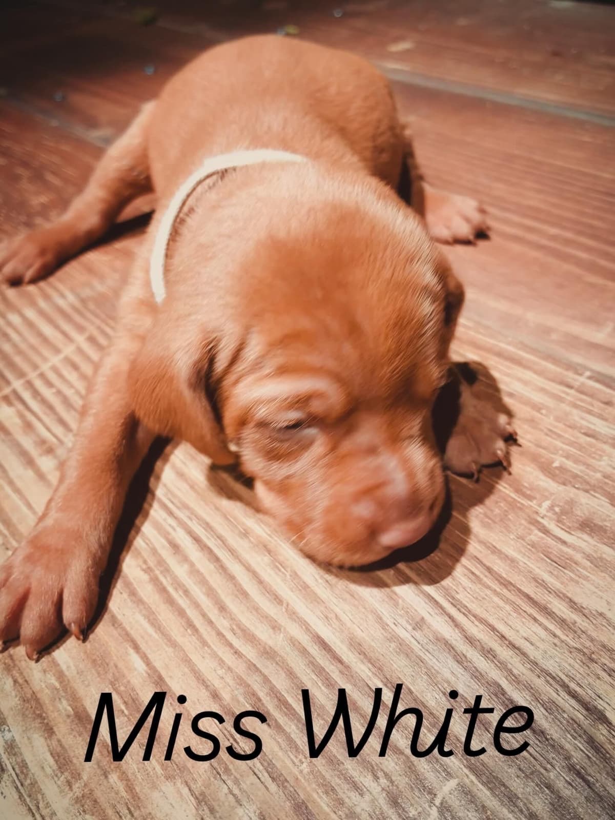 Vizsla Puppies breeder image 8