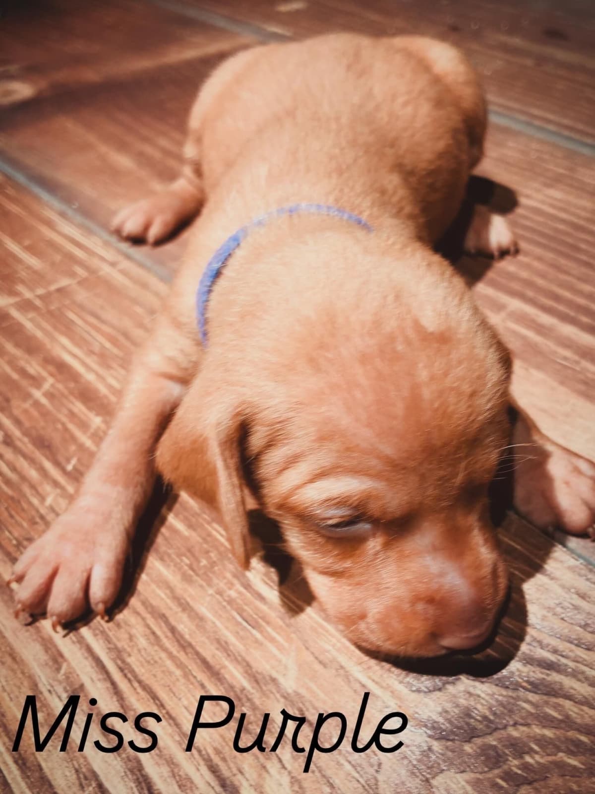 Vizsla Puppies breeder image 9