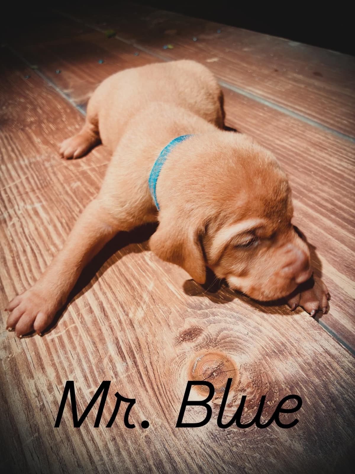 Vizsla Puppies breeder image 10
