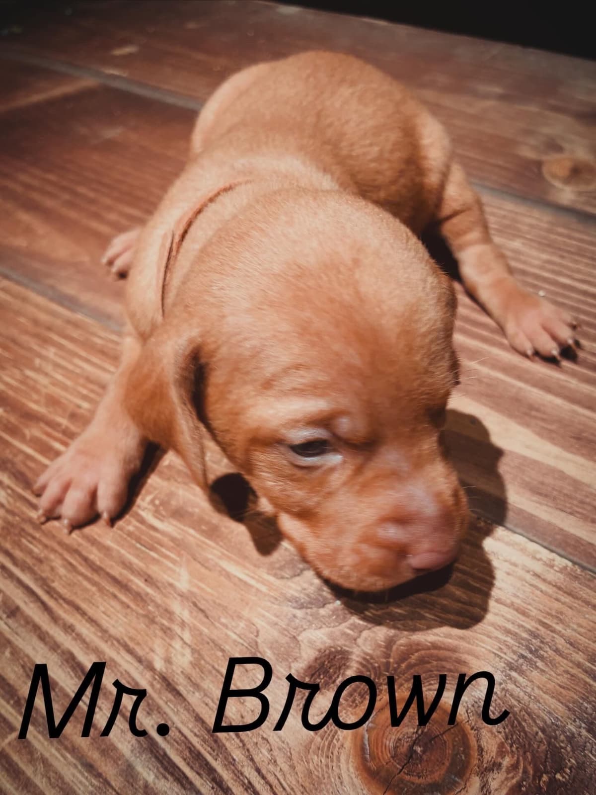 Vizsla Puppies breeder image 11