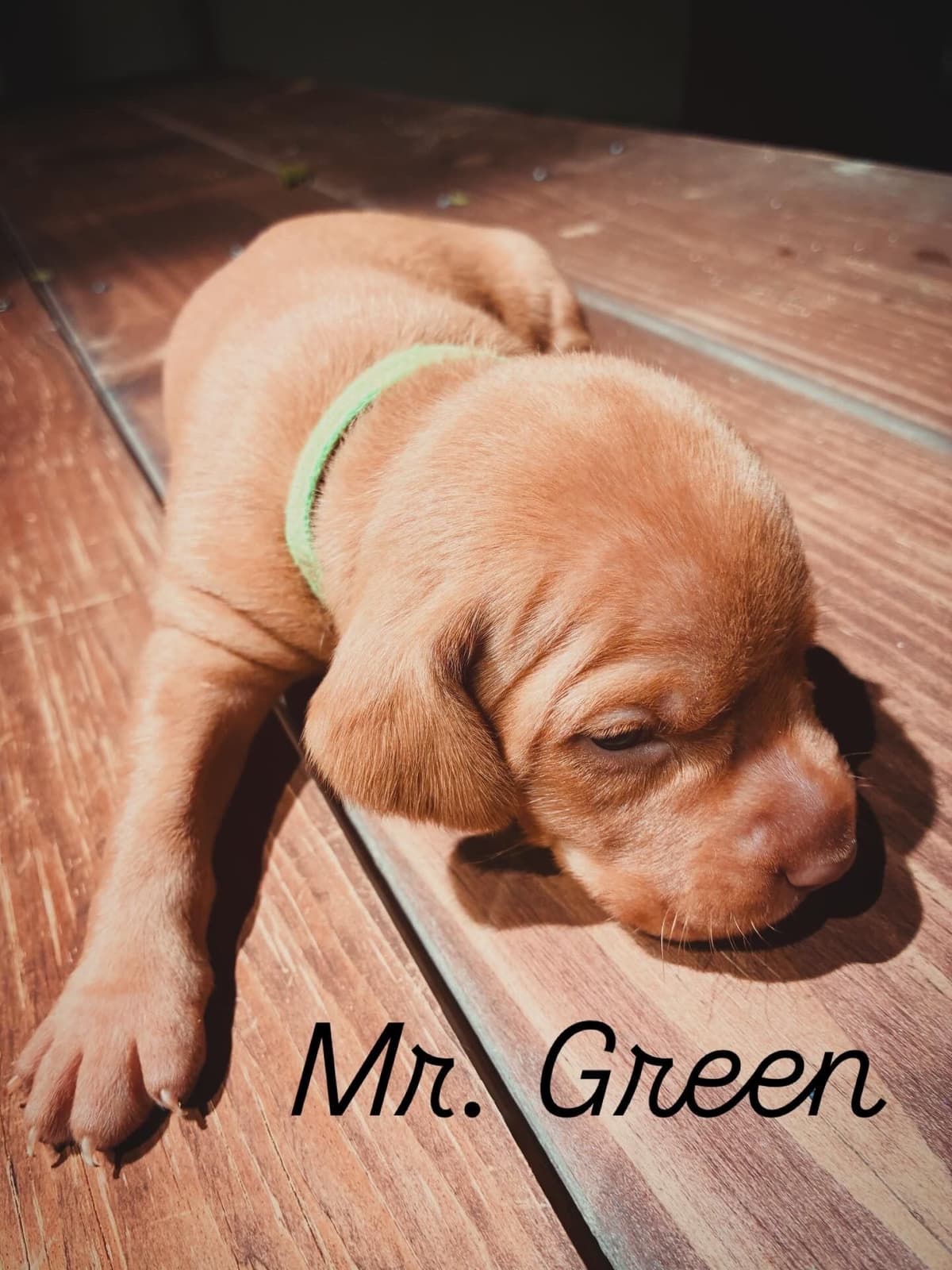 Vizsla Puppies breeder image 12