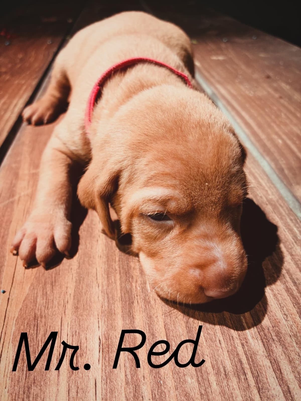 Vizsla Puppies breeder image 13