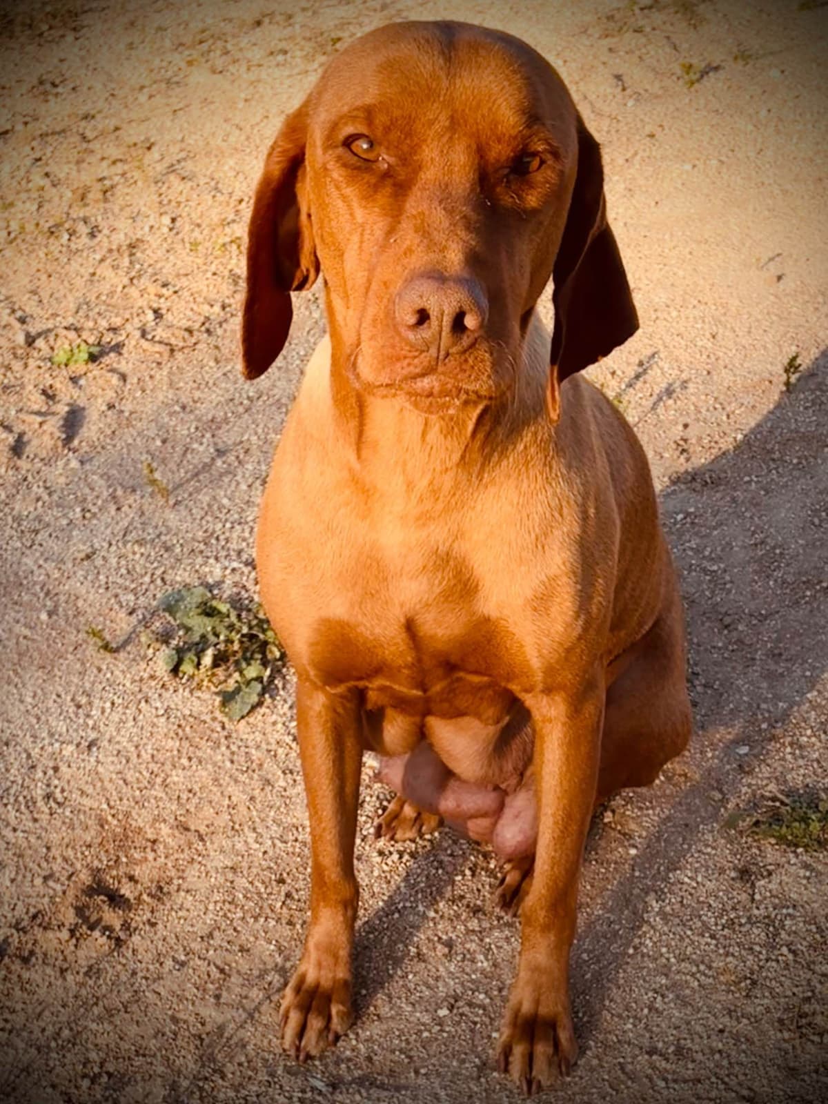 Vizsla Puppies breeder image 14