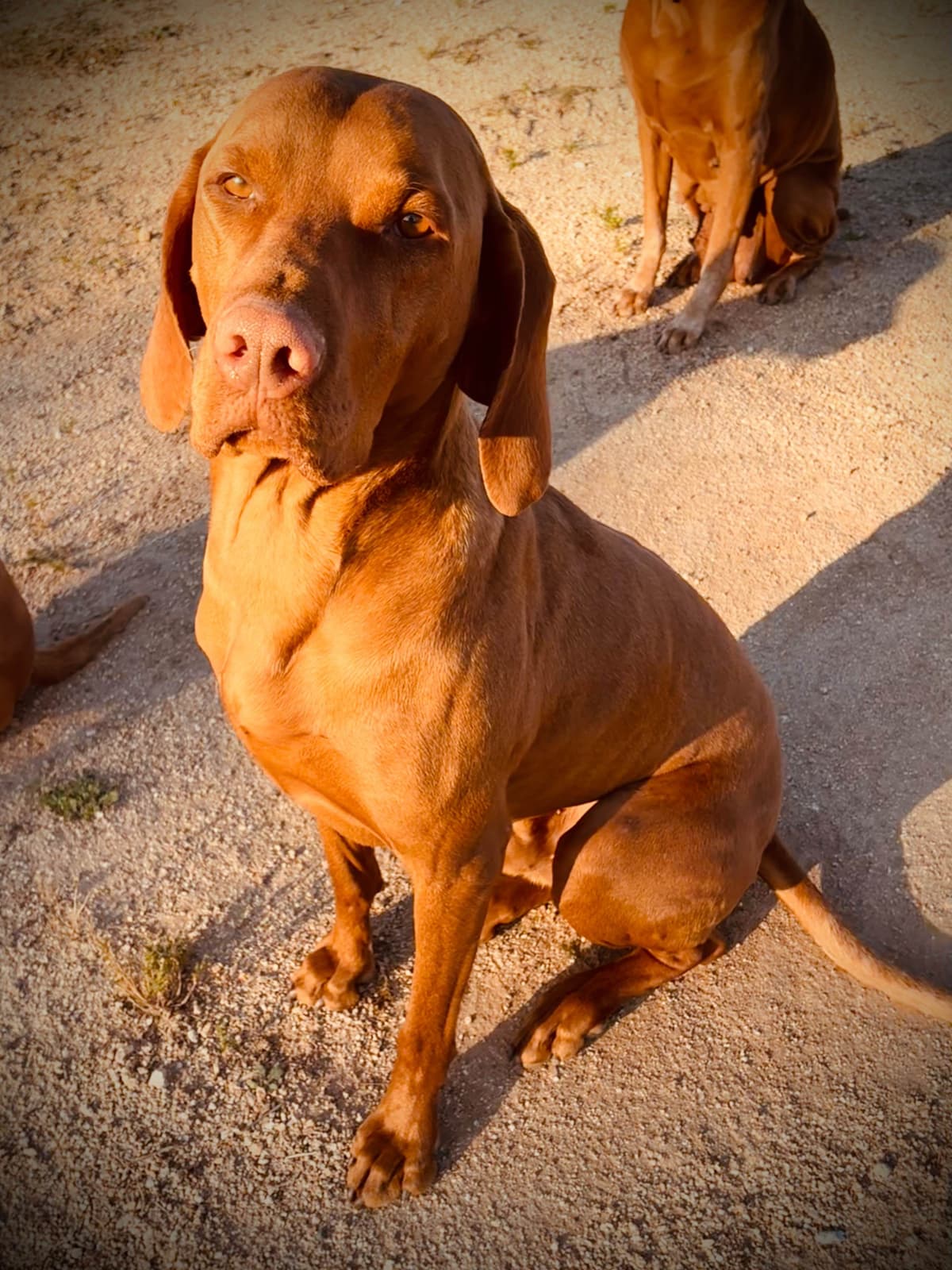 Vizsla Puppies breeder image 15