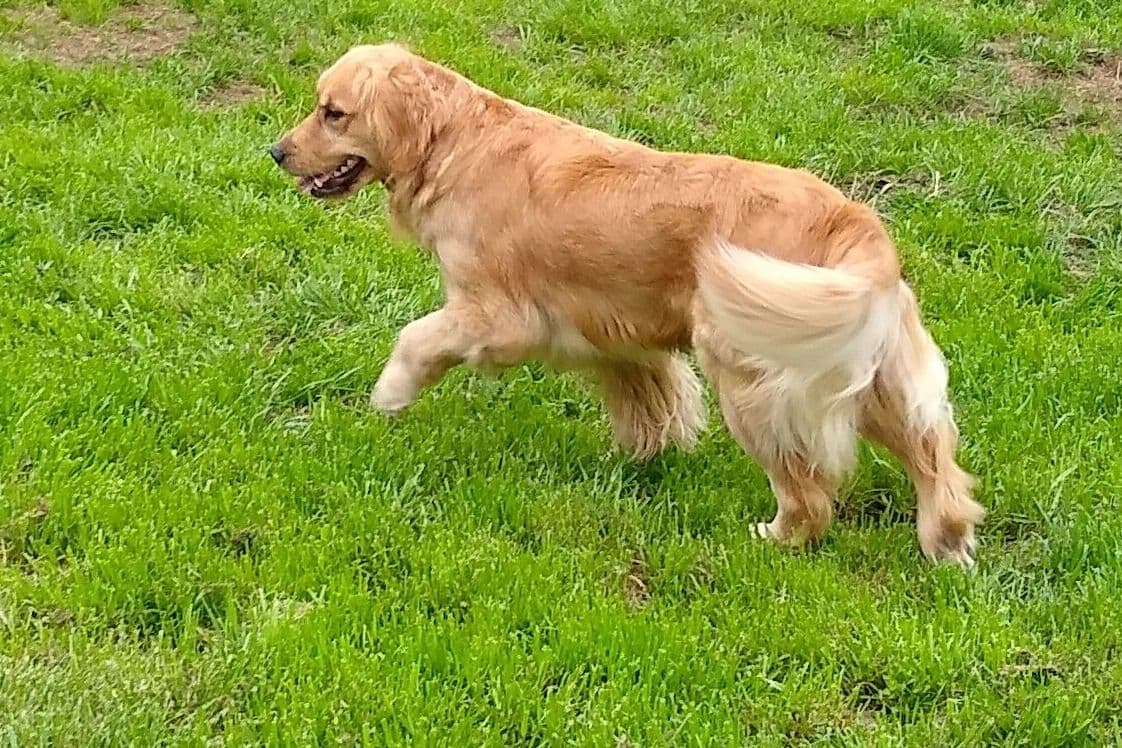 coswalds.com breeder image 9