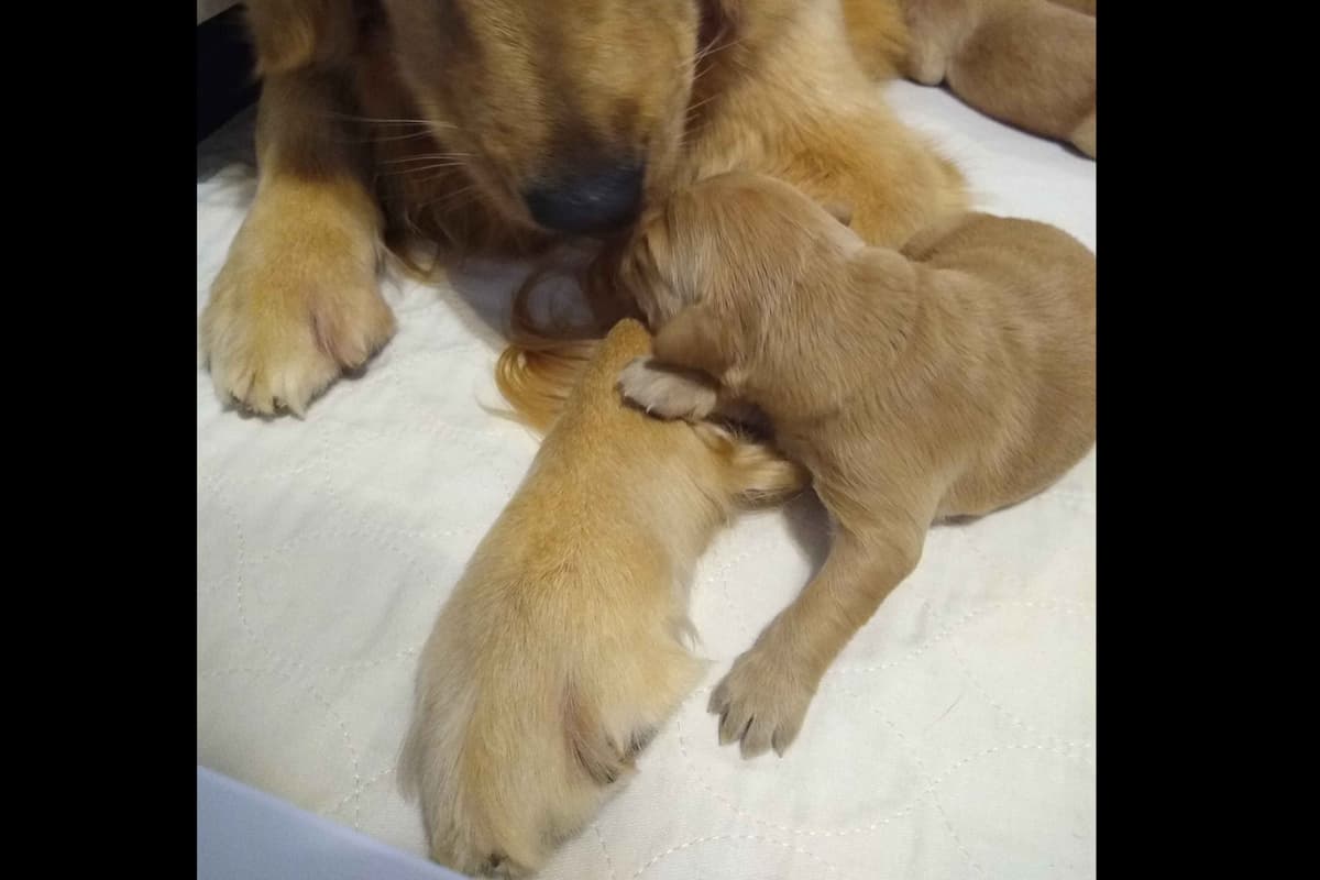 coswalds.com breeder image 15