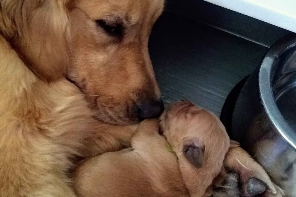 coswalds.com breeder image 16