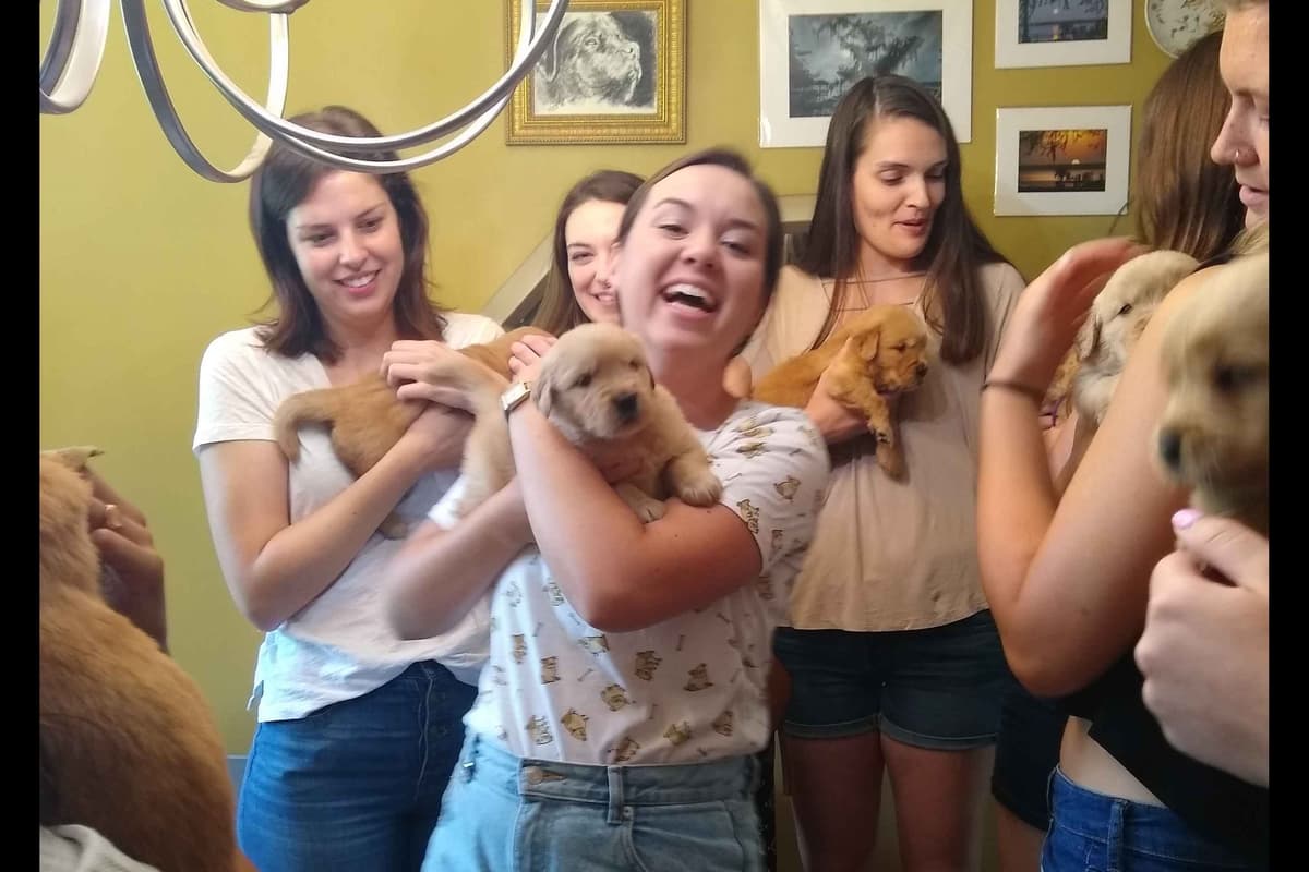 coswalds.com breeder image 19